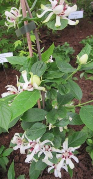 Orchideenbaum Gewürzstrauch Venus