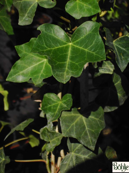 Hedera helix Hibernica