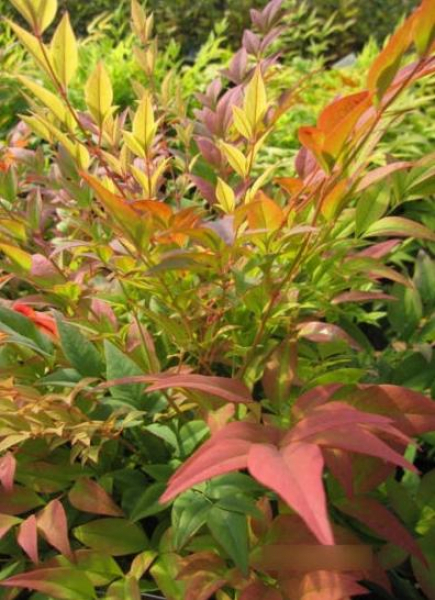 Himmelsbambus Gulf Stream