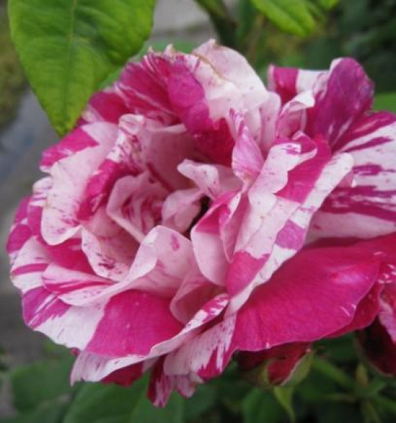 Strauchrosen Ferdinand Pichard