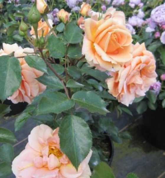 Hochstammrose Impala