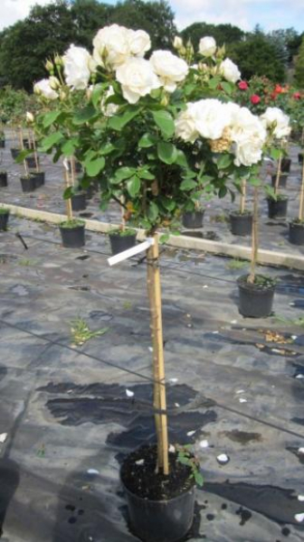Hochstammrose Princess of Wales