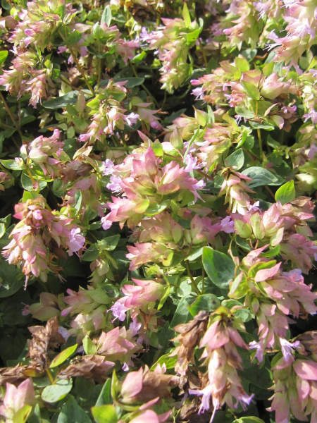 Origanum rotundifolium Dingle Fairy 1