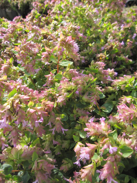 Origanum rotundifolium Dingle Fairy 2