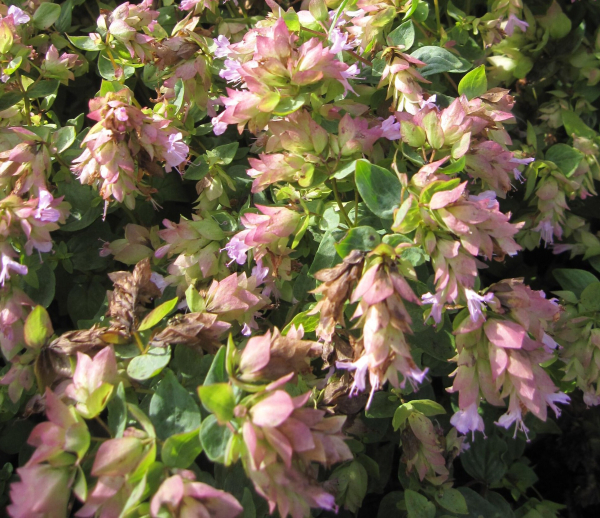 Origanum rotundifolium Dingle Fairy 2