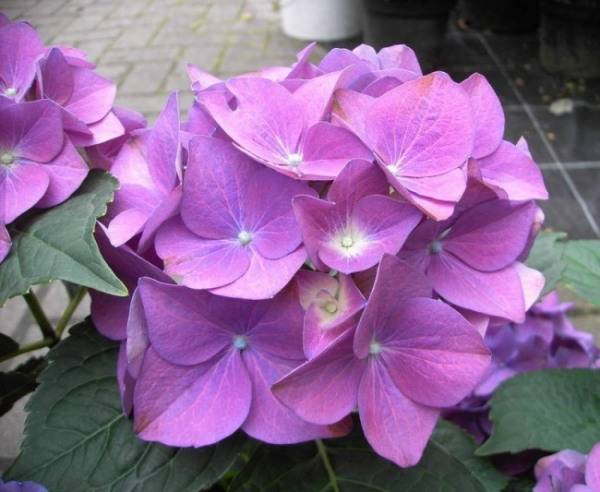 Bauernhortensie Hobergine