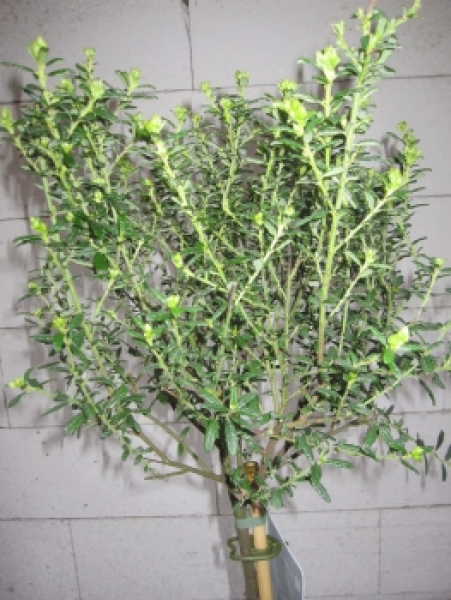 Ceanothus Concha Stamm3