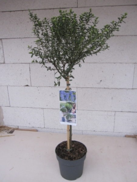 Ceanothus Concha Stamm