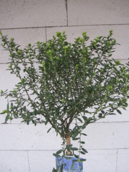 Ceanothus Concha Stamm2