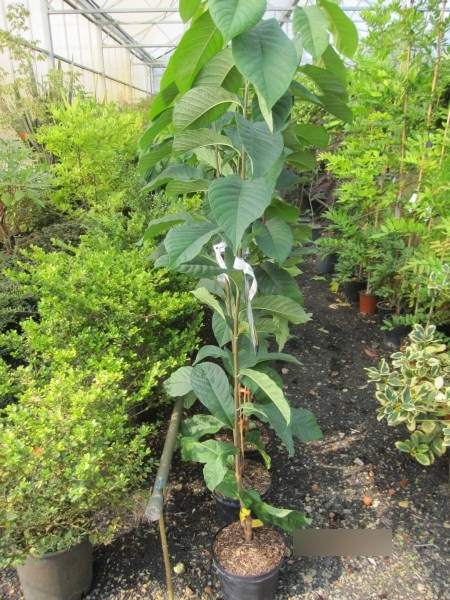 Indianerbanane Shenandoah Peterson Pawpaws