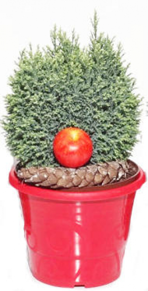 Kegelzypresse Snow White