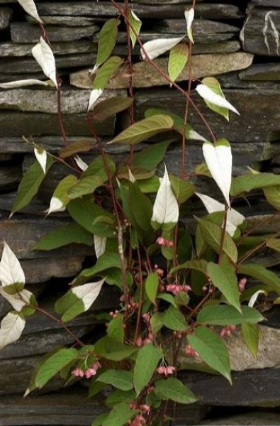 Actinidia pilosula 80-100 Actinidia pilosula (80-100 cm) Kiwi