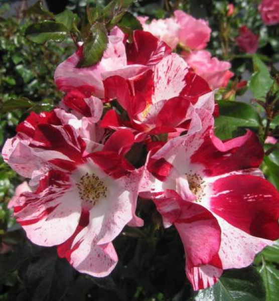 Hochstammrose Simsalabim