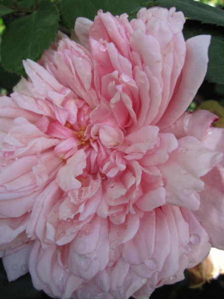 Kletterrose Albertine