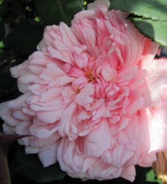 Kletterrose Albertine