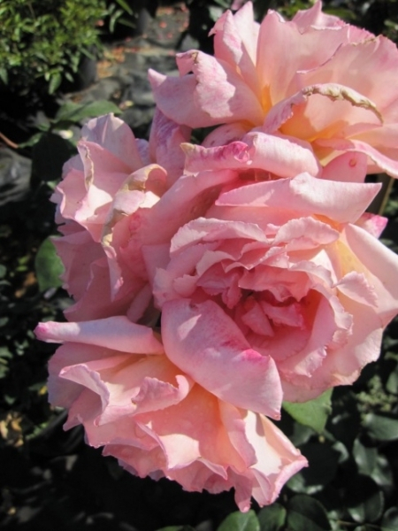 Kletterrose Compassion