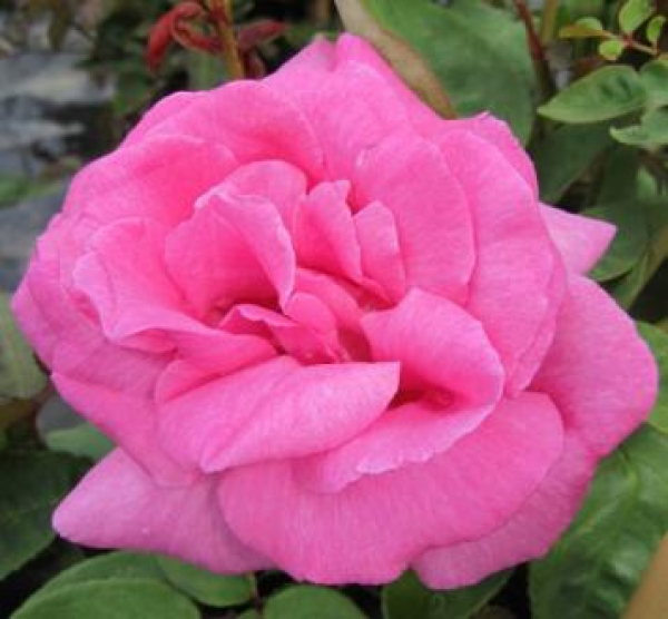 Kletterrosen Zephirine Drouhin