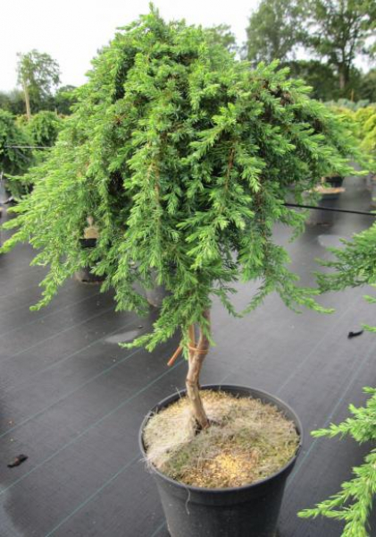 Grüner Kriechwacholder Green Mantle
