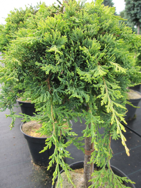 Grüner Kriechwacholder Green Mantle