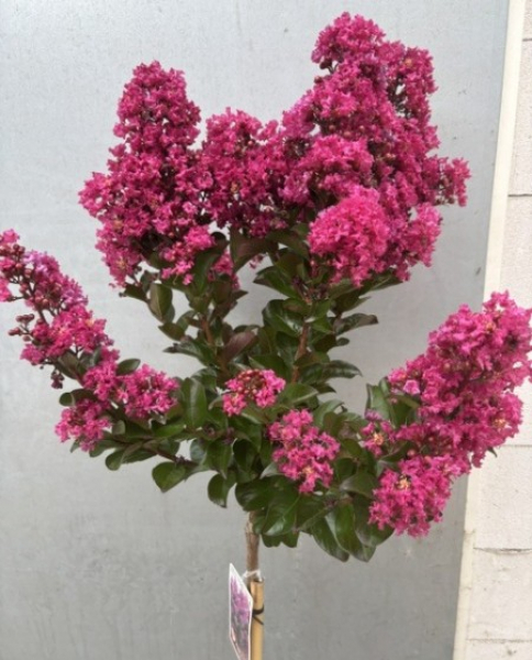 Hochstamm Chinesische Kräuselmyrte Purple Star