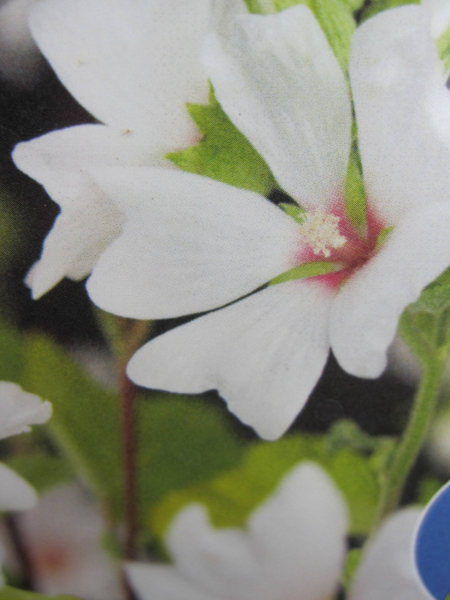 Lavatera x olbia Barnsley Baby 1