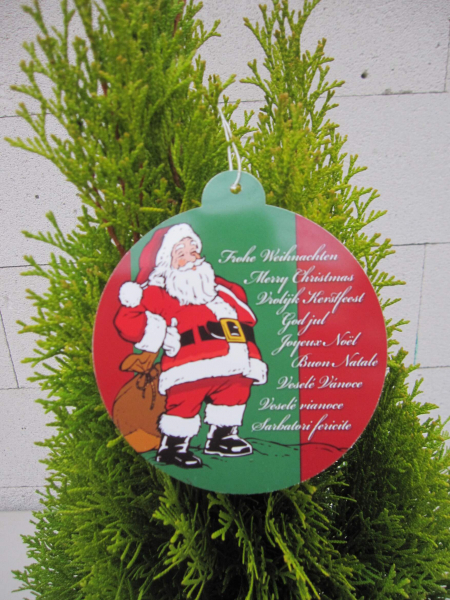 Lebensbaum Golden Smaragd Thuja