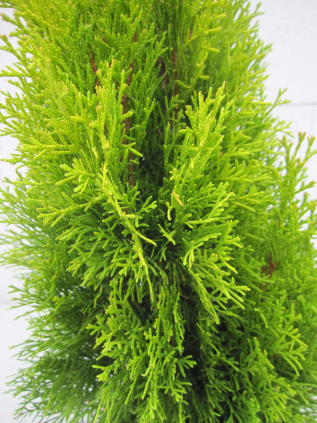 Lebensbaum Golden Smaragd Thuja