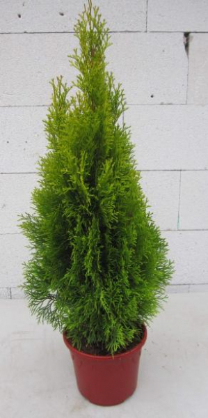 Lebensbaum Golden Smaragd Thuja