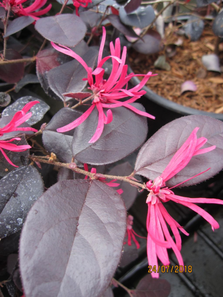 Loropetalum Chinense Black Pearl – Alberello Sempreverde Da Esterno, Pianta Ornamentale In Vaso 17 Cm, Venduta Da EGarden.store