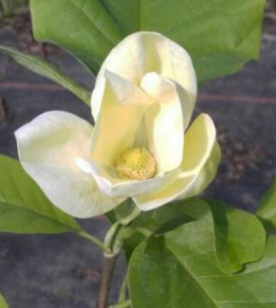 Magnolie Yellow Bird - gelber Tulpenbaum - Duft+ - reichblühend 40-60cm