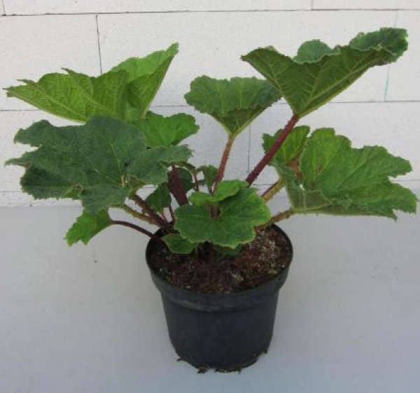 Brasilianisches Mammutblatt