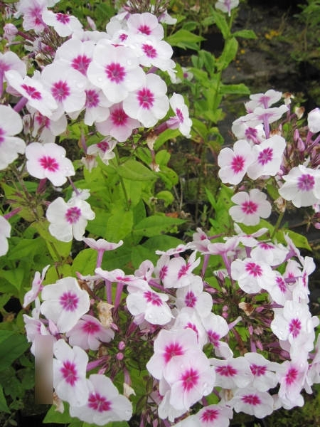Flammenblume Swizzle Phlox