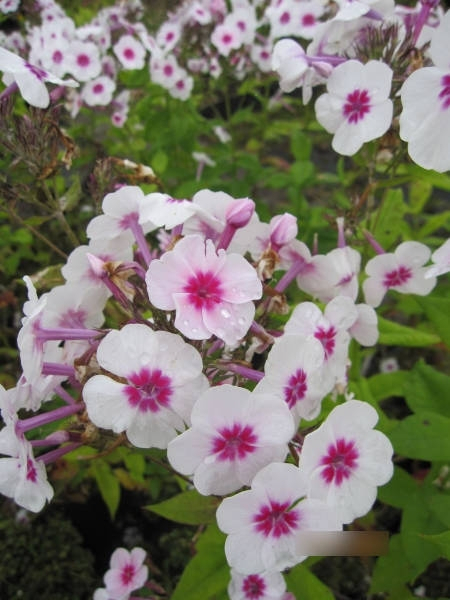 Flammenblume Swizzle Phlox