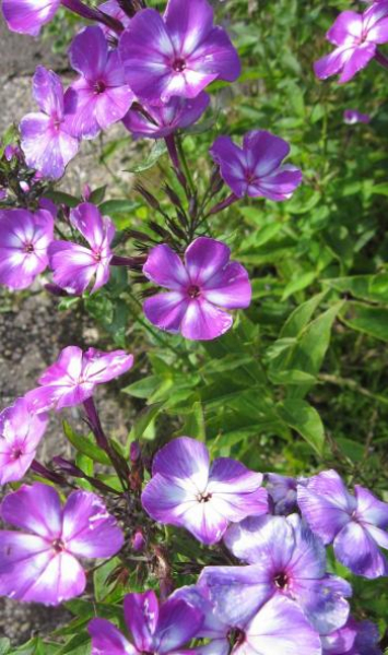 Hoher Phlox Uspech