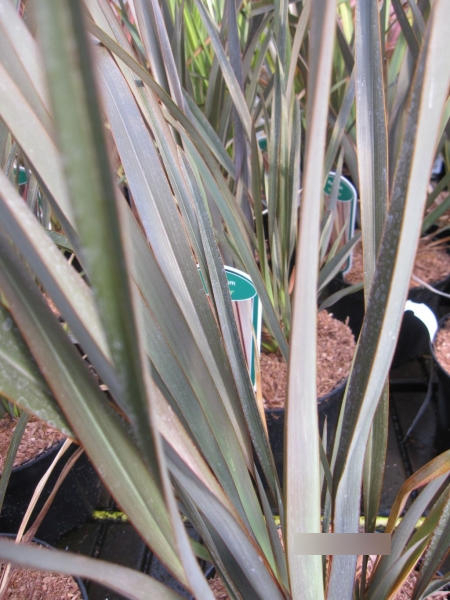 Phormium Bronze Baby 1