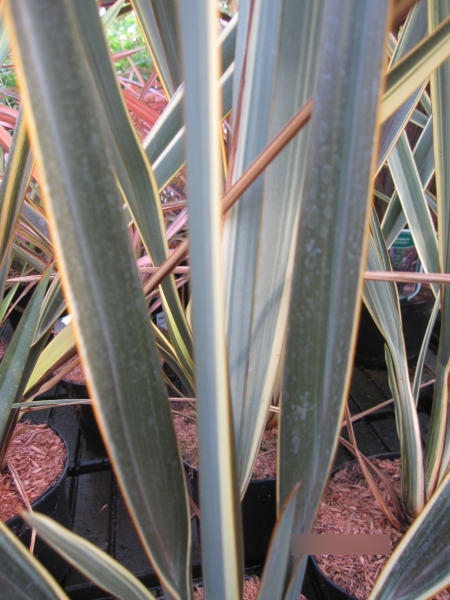 Phormium Brown Sugar 1