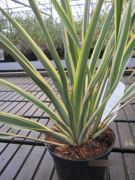Phormium tenax Wings of Gold 2