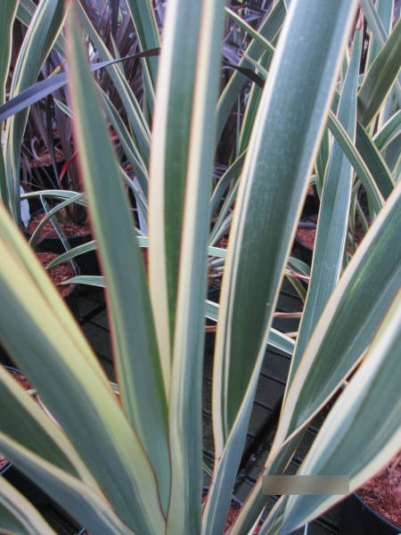 Phormium tenax Wings of Gold 1
