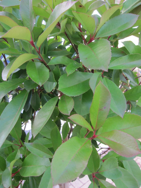 Photinia fraseri Little Red Robin 3
