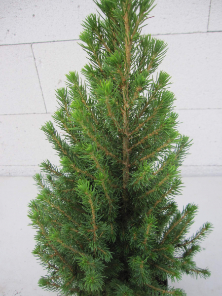 Zwerg-Zuckerhutfichte Conica Perfecta - Picea glauca Conica Perfecta
