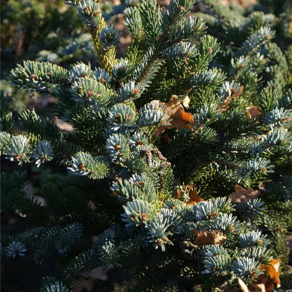 Picea jezoensis 2