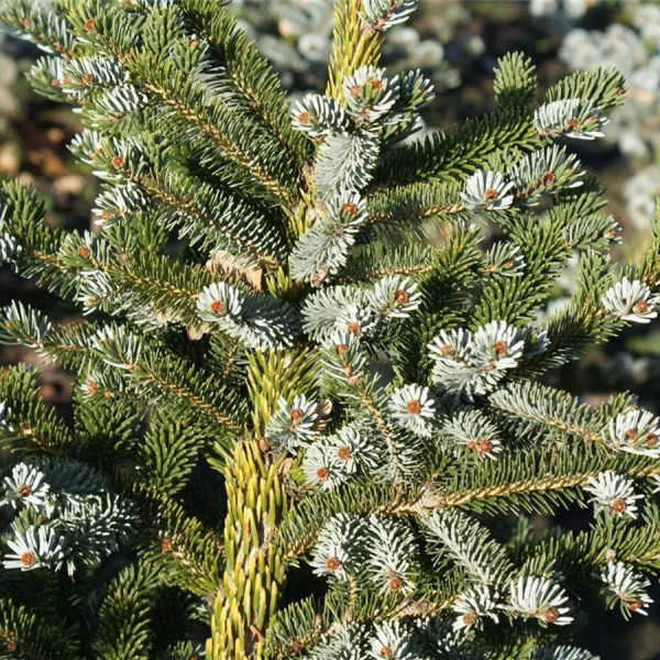 Picea jezoensis 1