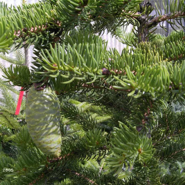 Picea polita 1