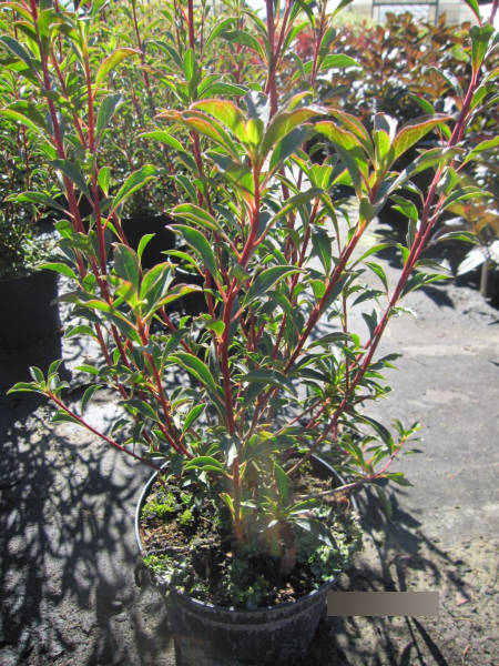 Prachtglocke Ruby Glow