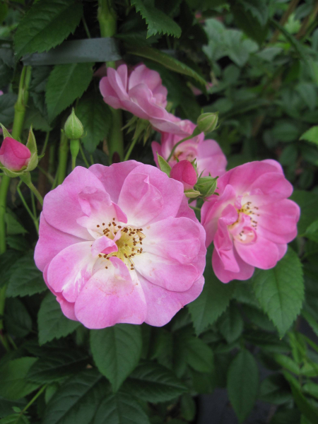 Ramblerrose Apple Blossom