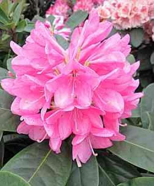 Rhododendron hybr. Split Up