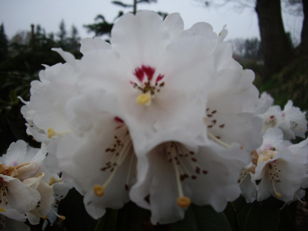 Rhododendron calophytum 3