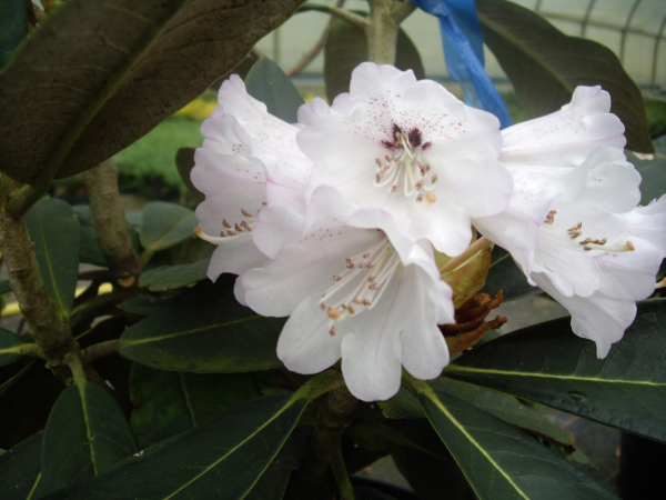 Rhododendron rex 3