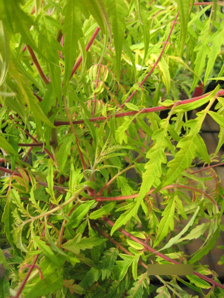Rhus typhina Tiger Eyes  1