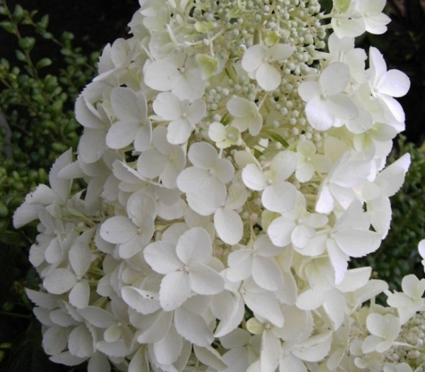 Rispenhortensie Dolly